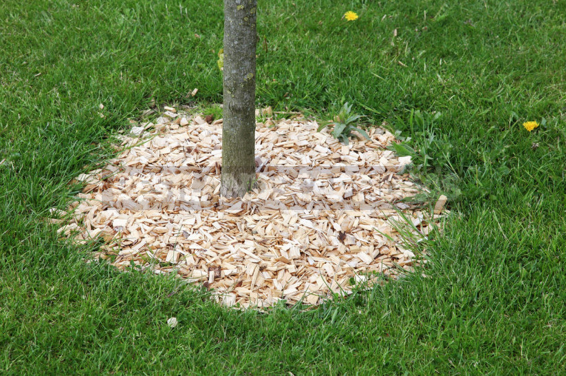 Organic Materials for Mulching and Features of their Application
