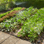 Drip Irrigation Systems: Capabilities, Device, Use