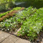 Drip Irrigation Systems: Capabilities, Device, Use