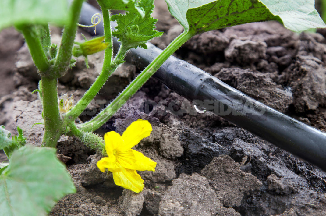 Drip Irrigation Systems: Capabilities, Device, Use