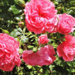 Why Don’t Roses Bloom: 7 Possible Reasons
