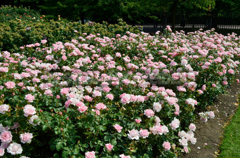 Why Don't Roses Bloom: 7 Possible Reasons