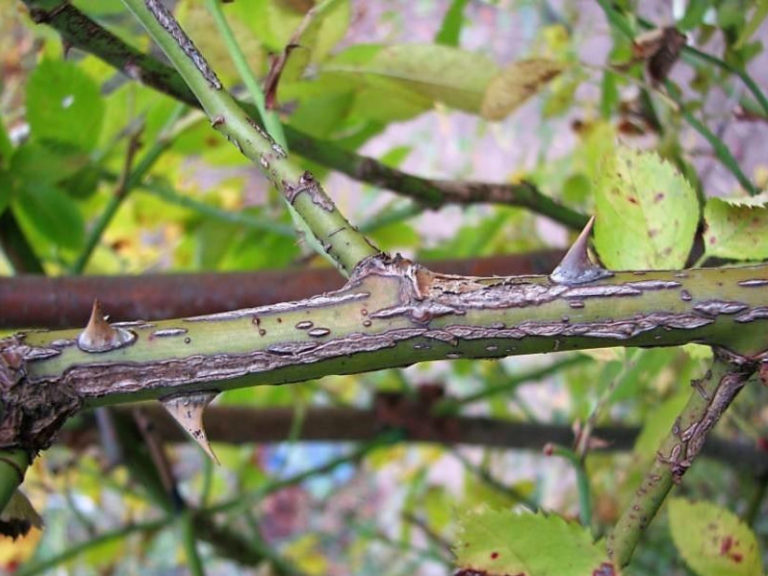 Why Don't Roses Bloom 7 Possible Reasons Best Landscape Ideas