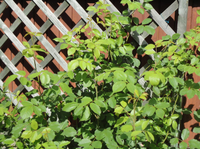 Why Don't Roses Bloom 7 Possible Reasons Best Landscape Ideas