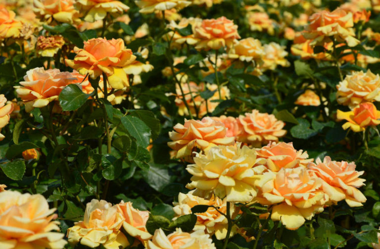 Why Don't Roses Bloom 7 Possible Reasons Best Landscape Ideas