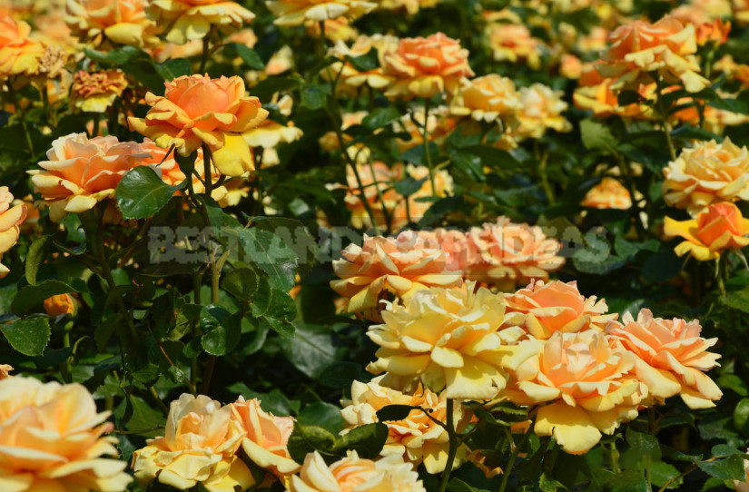 Why Don't Roses Bloom: 7 Possible Reasons