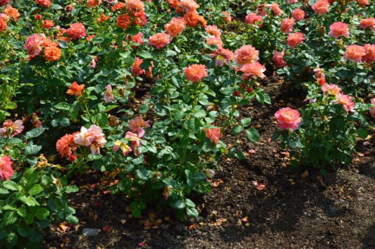 Why Don't Roses Bloom 7 Possible Reasons Best Landscape Ideas