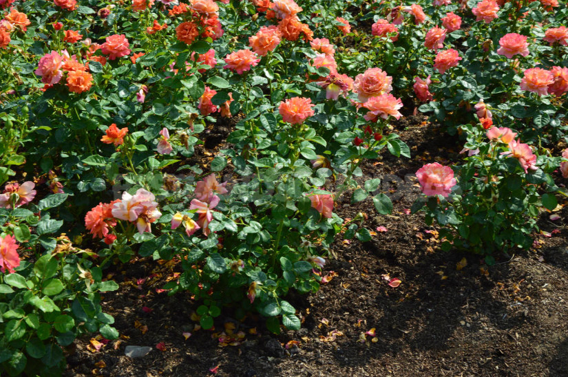 Why Don't Roses Bloom: 7 Possible Reasons