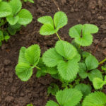 Why Strawberries Do Not Bloom: the Reasons for the Lack of Flowers (Part 1)