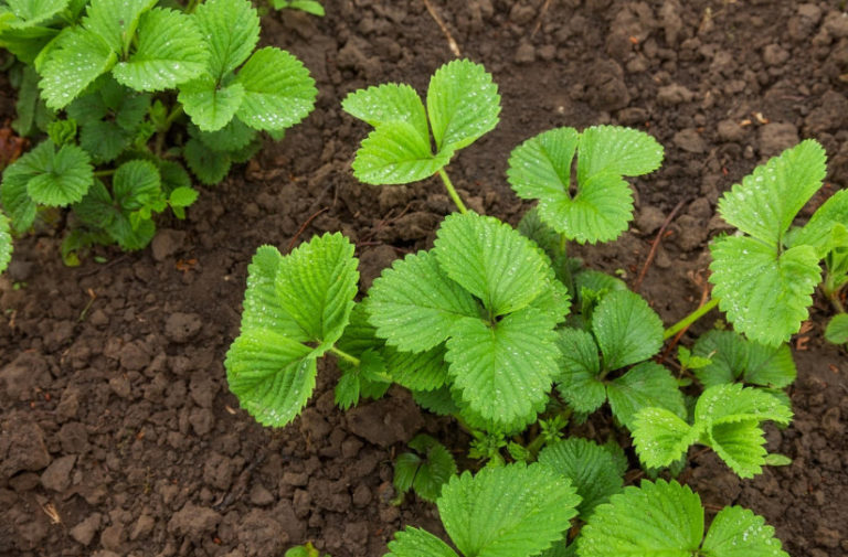 Why Strawberries Do Not Bloom the Reasons for the Lack of Flowers