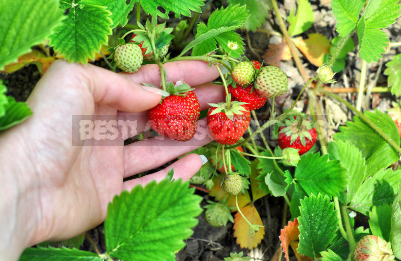 Why Strawberries Do Not Bloom: the Reasons for the Lack of Flowers (Part 2)