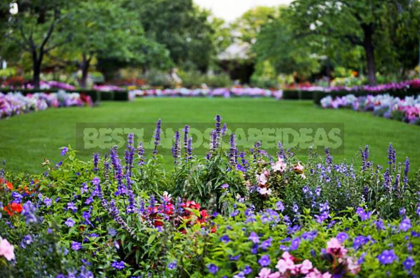 Flower Beds of Continuous Flowering: Unfading Garden Decoration