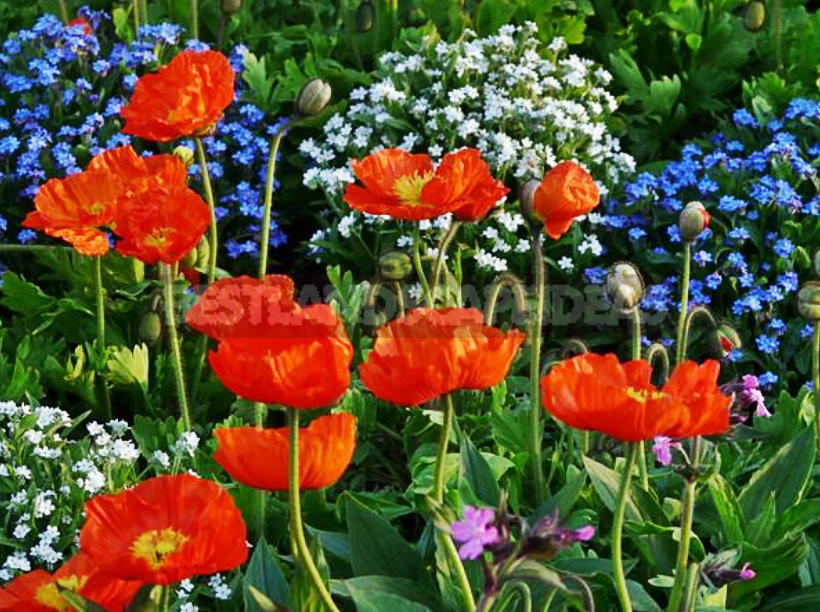 Flower Beds of Continuous Flowering: Unfading Garden Decoration