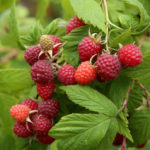 A Simple Way to Increase the Harvest of Raspberries in Half. Determine the Best Time for Pruning. (Part 2)