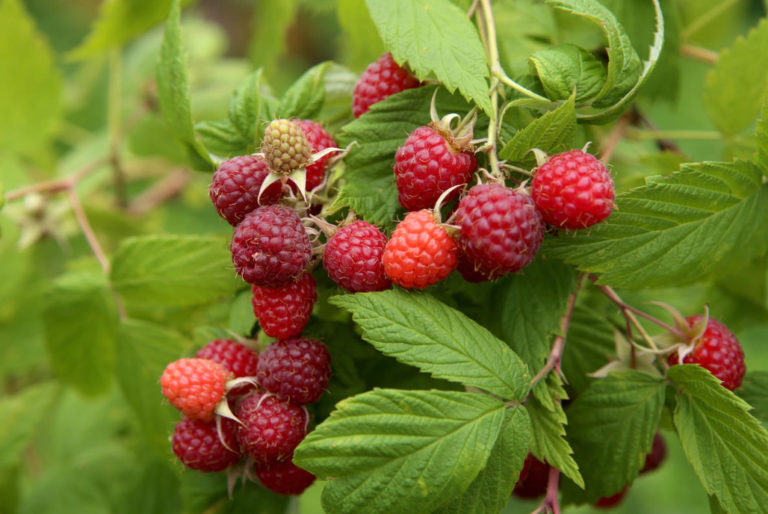 A Simple Way to Increase the Harvest of Raspberries in Half. Determine ...