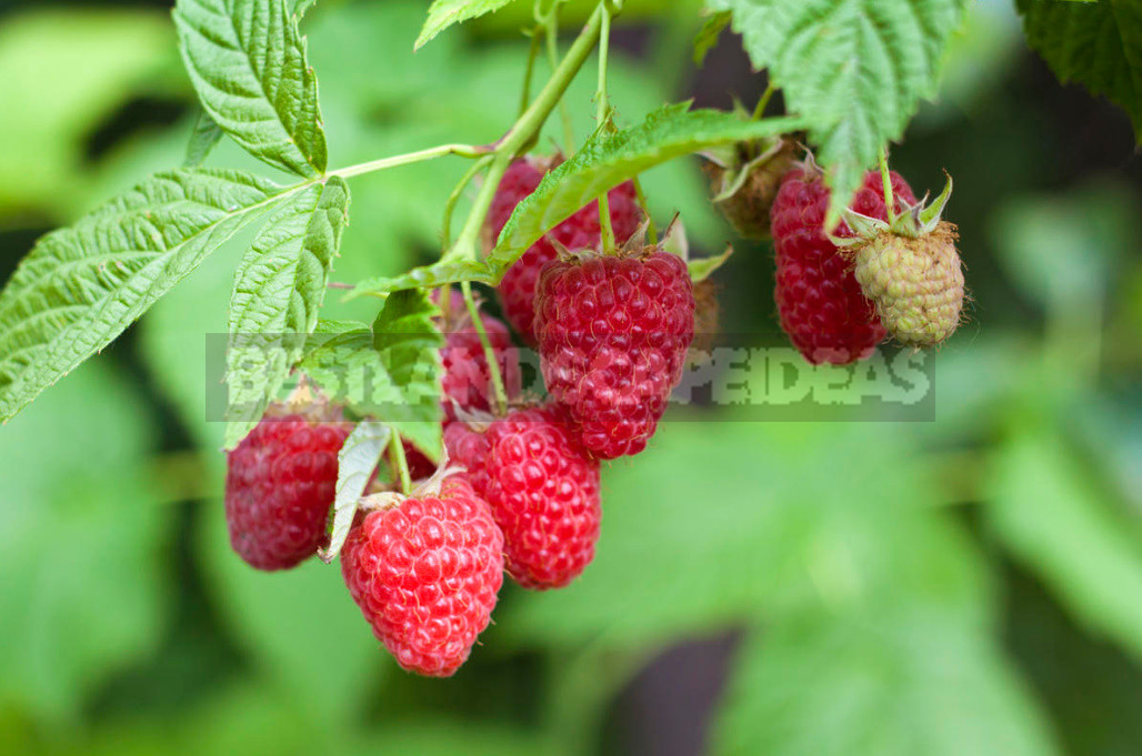 A Simple Way to Increase the Harvest of Raspberries in Half. Determine the Best Time for Pruning. (Part 2)