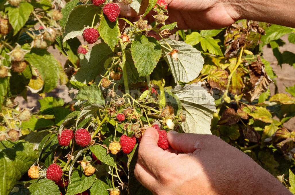 A Simple Way to Increase the Harvest of Raspberries in Half. Determine the Best Time for Pruning. (Part 1)