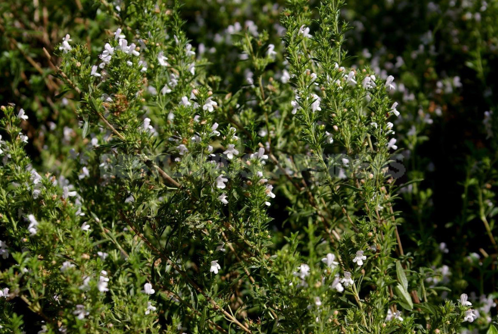 Aromas of Plants: Wood, Balsamic and Kitchen