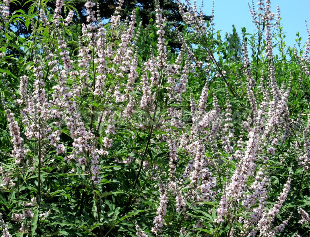 Aromas of Plants: Wood, Balsamic and Kitchen