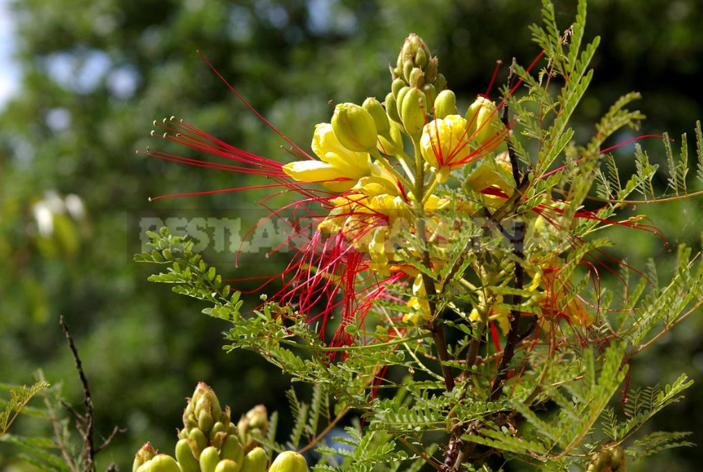 Aromas of Plants: Wood, Balsamic and Kitchen