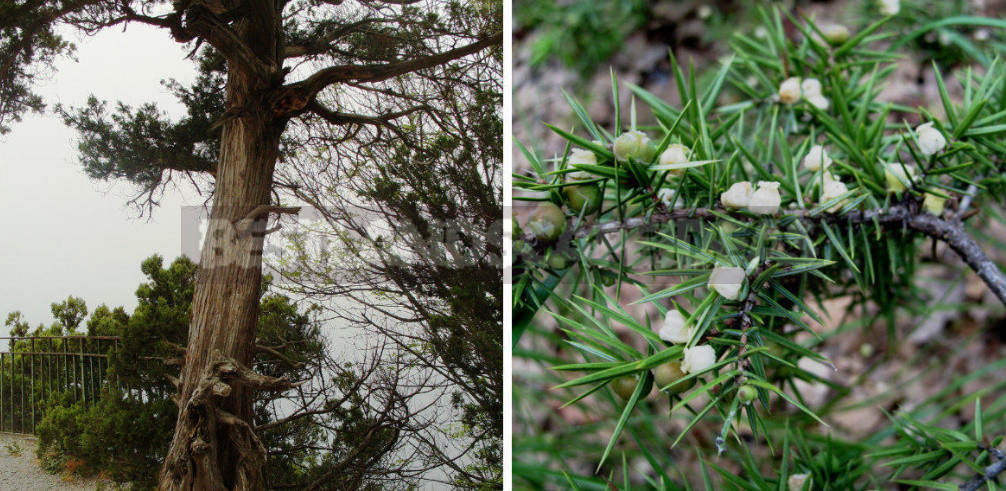 Aromas of Plants: Wood, Balsamic and Kitchen