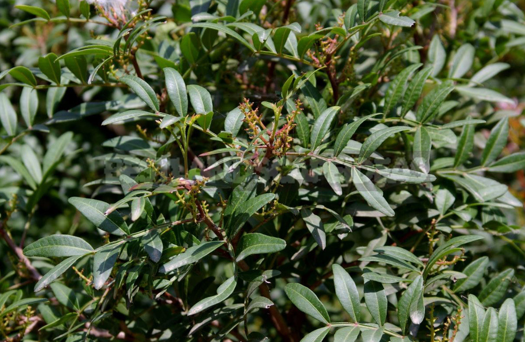 Aromas of Plants: Wood, Balsamic and Kitchen