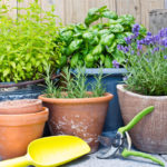 Basil and Rosemary at Home: Growing and Using