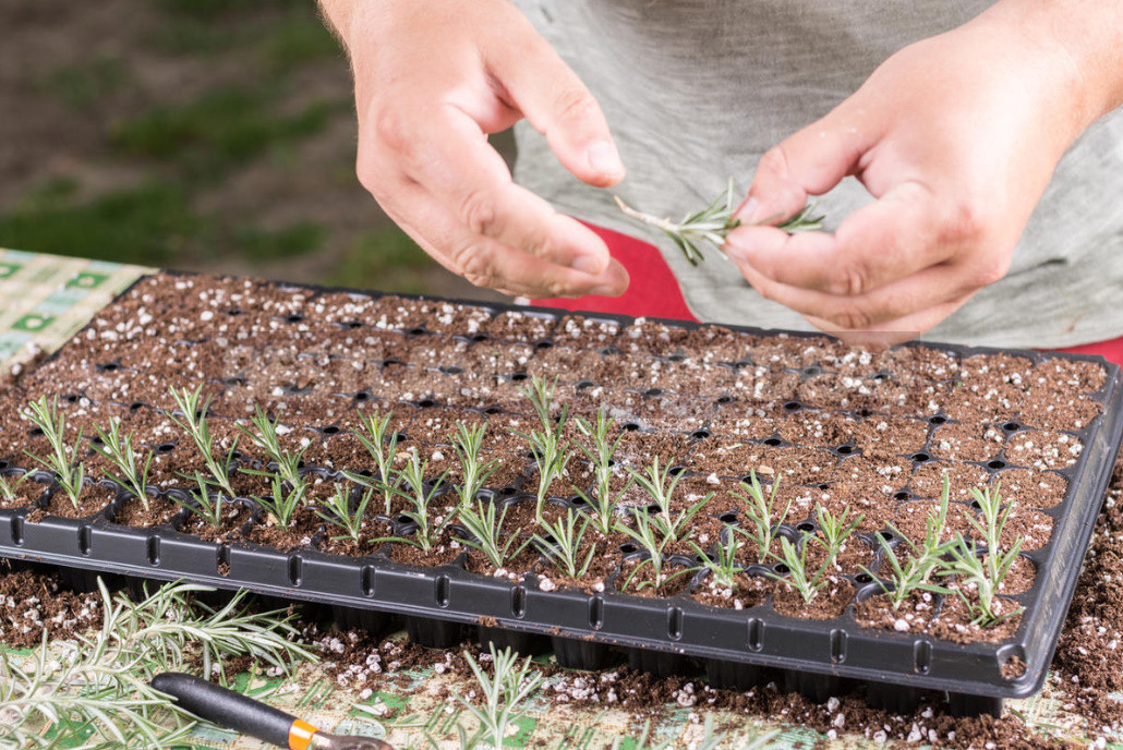 Basil and Rosemary at Home: Growing and Using