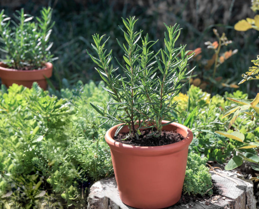 Basil and Rosemary at Home Growing and Using Best Landscape Ideas