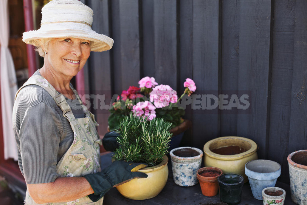 Basil and Rosemary at Home: Growing and Using