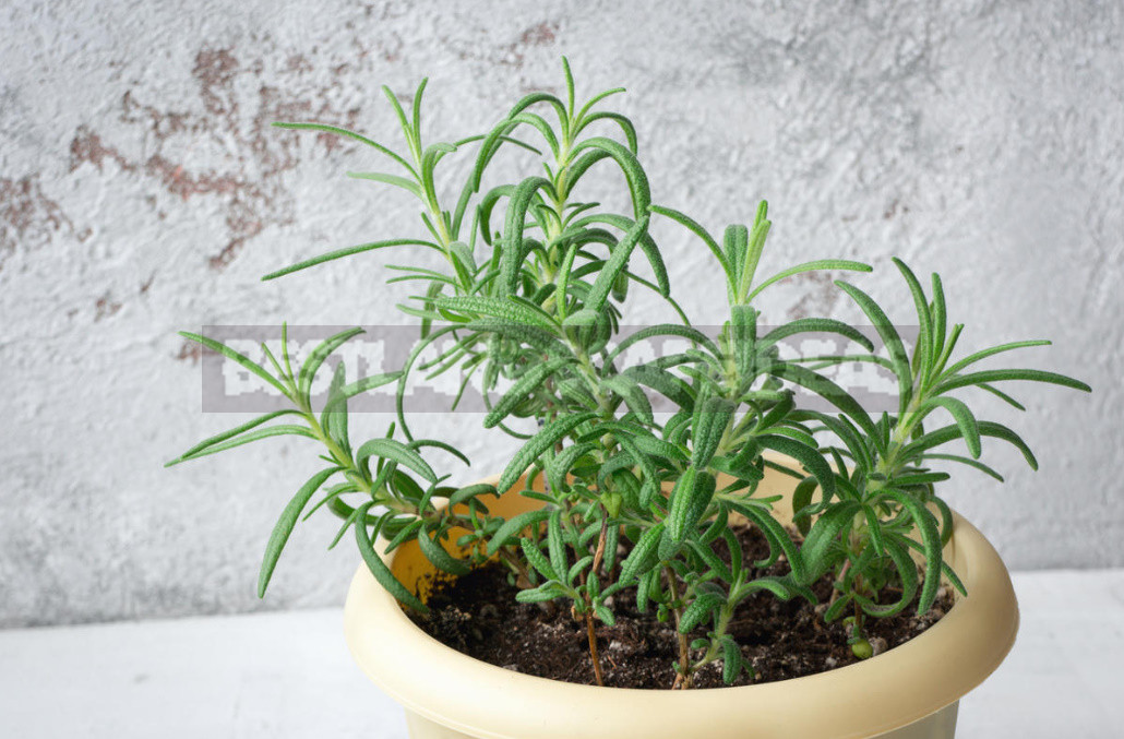 Basil and Rosemary at Home: Growing and Using