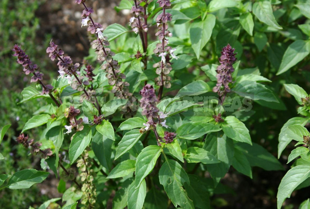 Basil and Rosemary at Home: Growing and Using