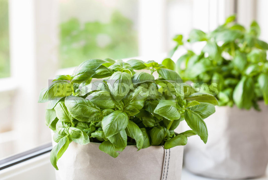 Basil and Rosemary at Home: Growing and Using