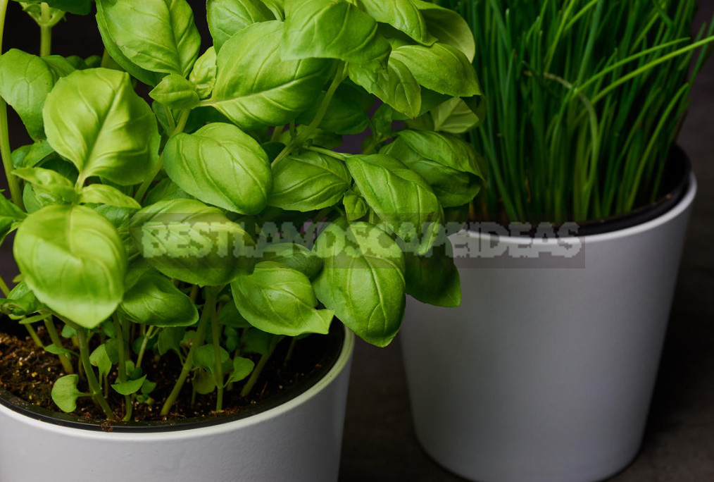 Basil and Rosemary at Home: Growing and Using