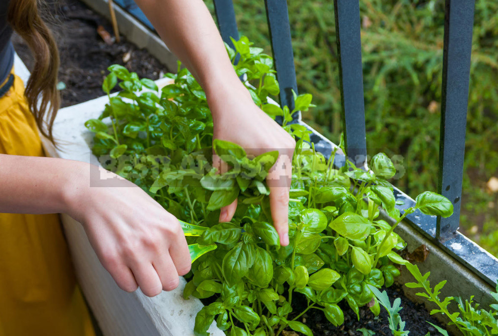 Basil and Rosemary at Home: Growing and Using