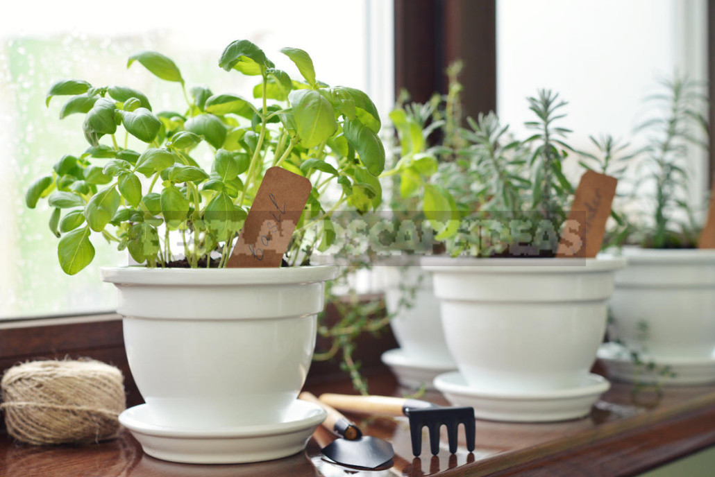 Basil and Rosemary at Home: Growing and Using
