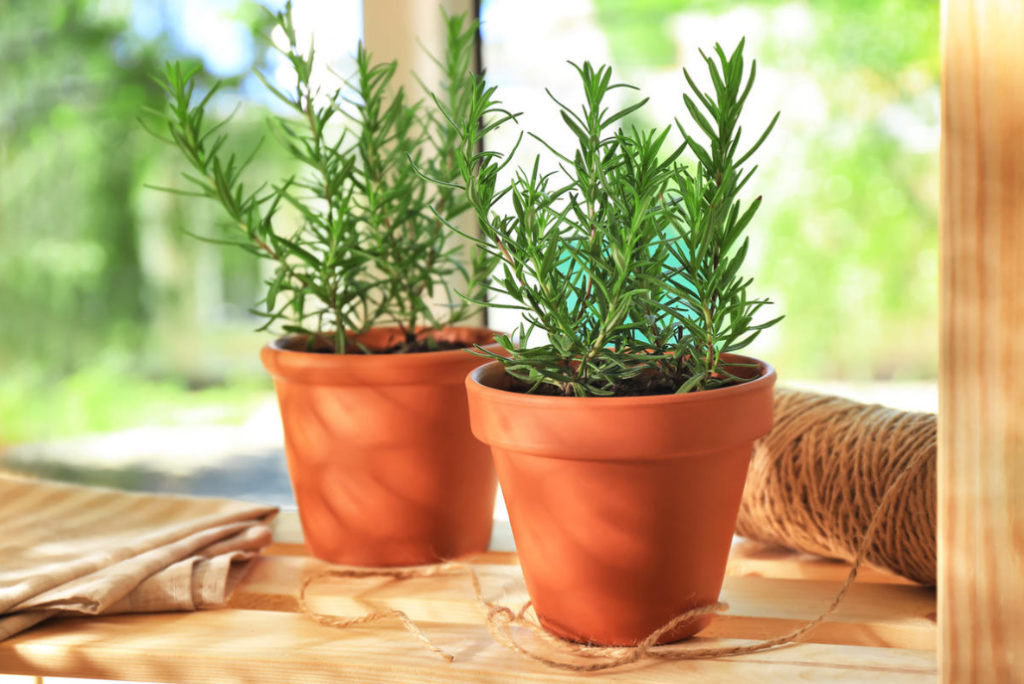 Basil and Rosemary at Home Growing and Using Best Landscape Ideas