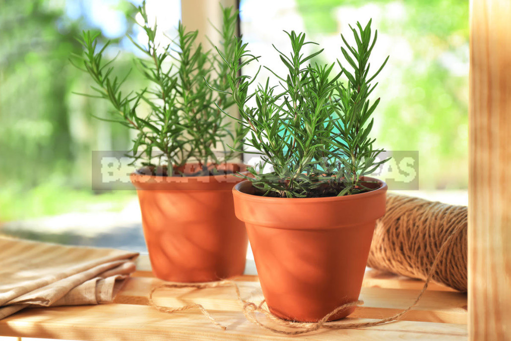 Basil and Rosemary at Home: Growing and Using