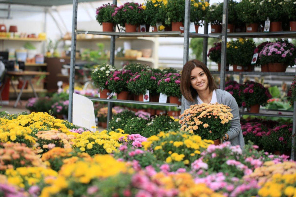 Chrysanthemum Multiflora – the Real Queen of Autumn!