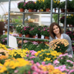 Chrysanthemum Multiflora – the Real Queen of Autumn!
