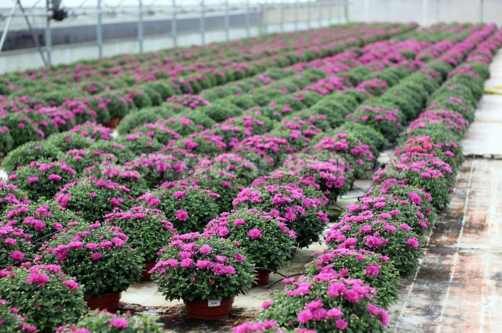 Chrysanthemum Multiflora - the Real Queen of Autumn!