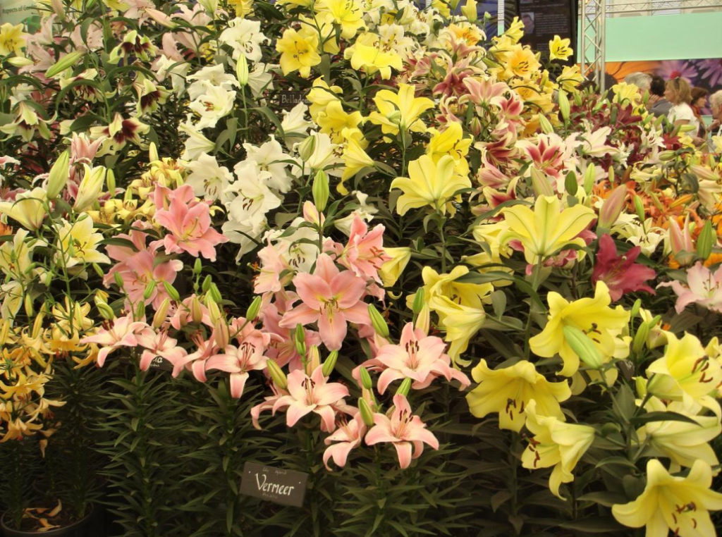 Classification of Lilies. Features of Hybrids. (Part 1)