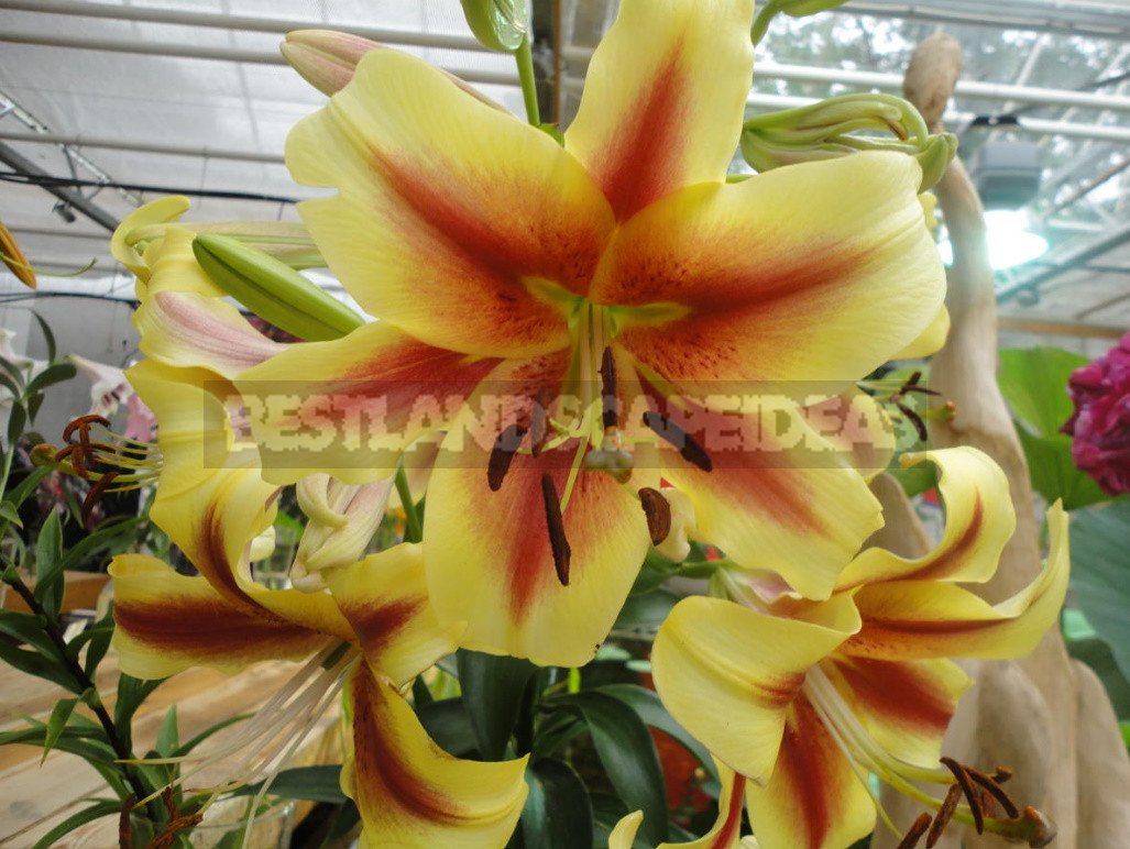 Classification of Lilies. Features of Hybrids. (Part 2)