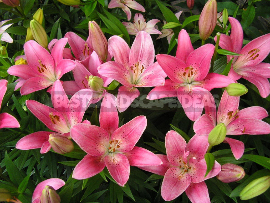 Classification of Lilies. Features of Hybrids. (Part 2)