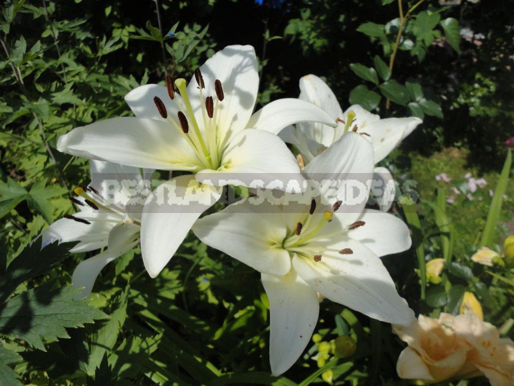 Classification of Lilies. Features of Hybrids. (Part 2)