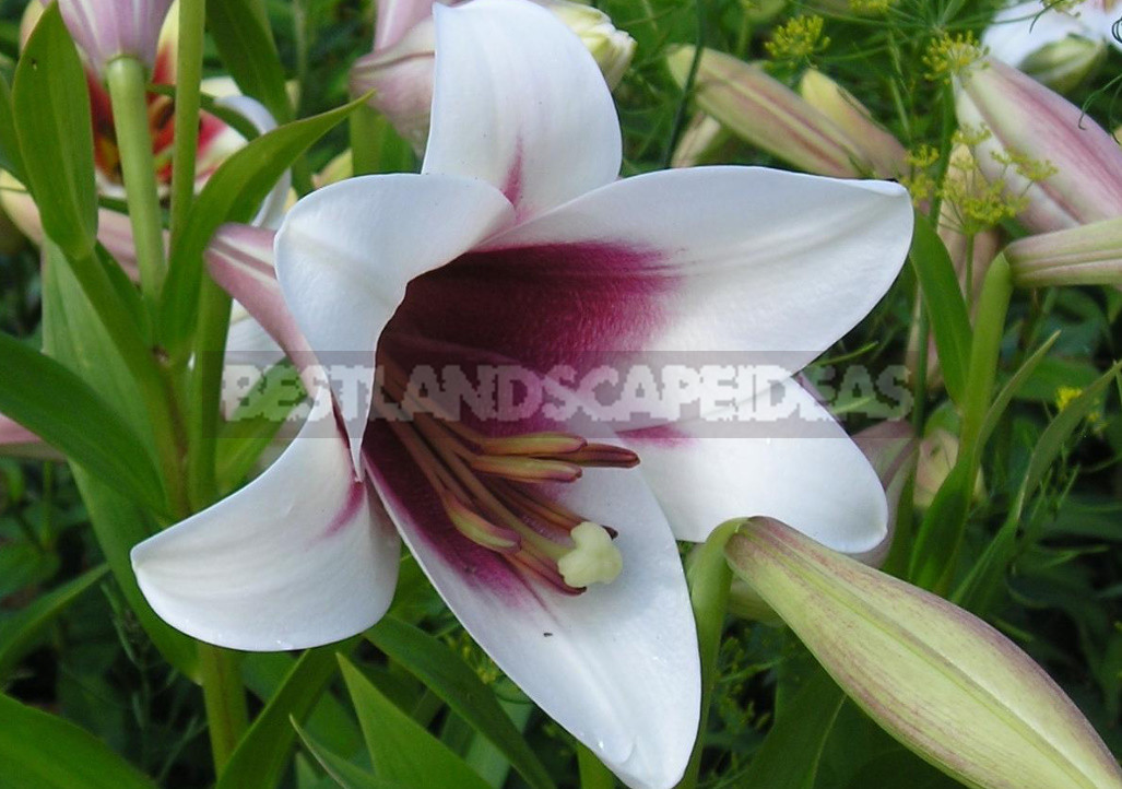 Classification of Lilies. Features of Hybrids. (Part 2)