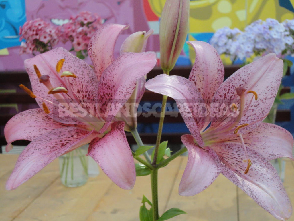 Classification of Lilies. Features of Hybrids. (Part 2)