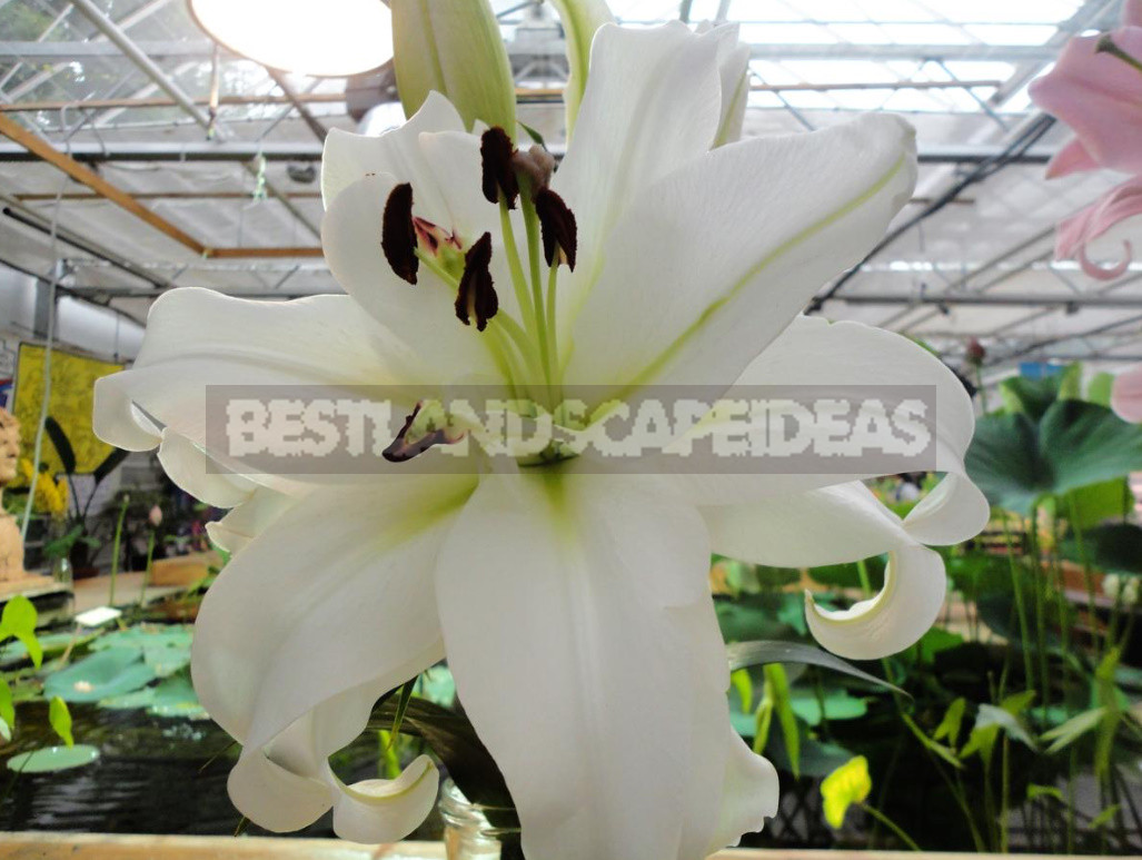 Classification of Lilies. Features of Hybrids. (Part 2)