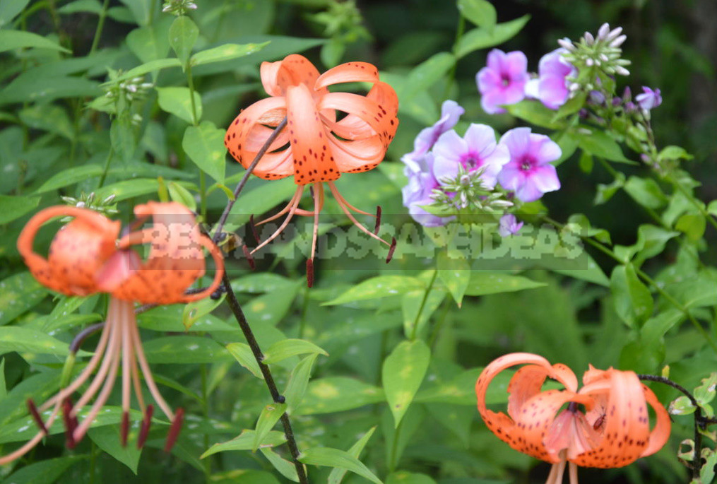 Classification of Lilies. Features of Hybrids. (Part 1)