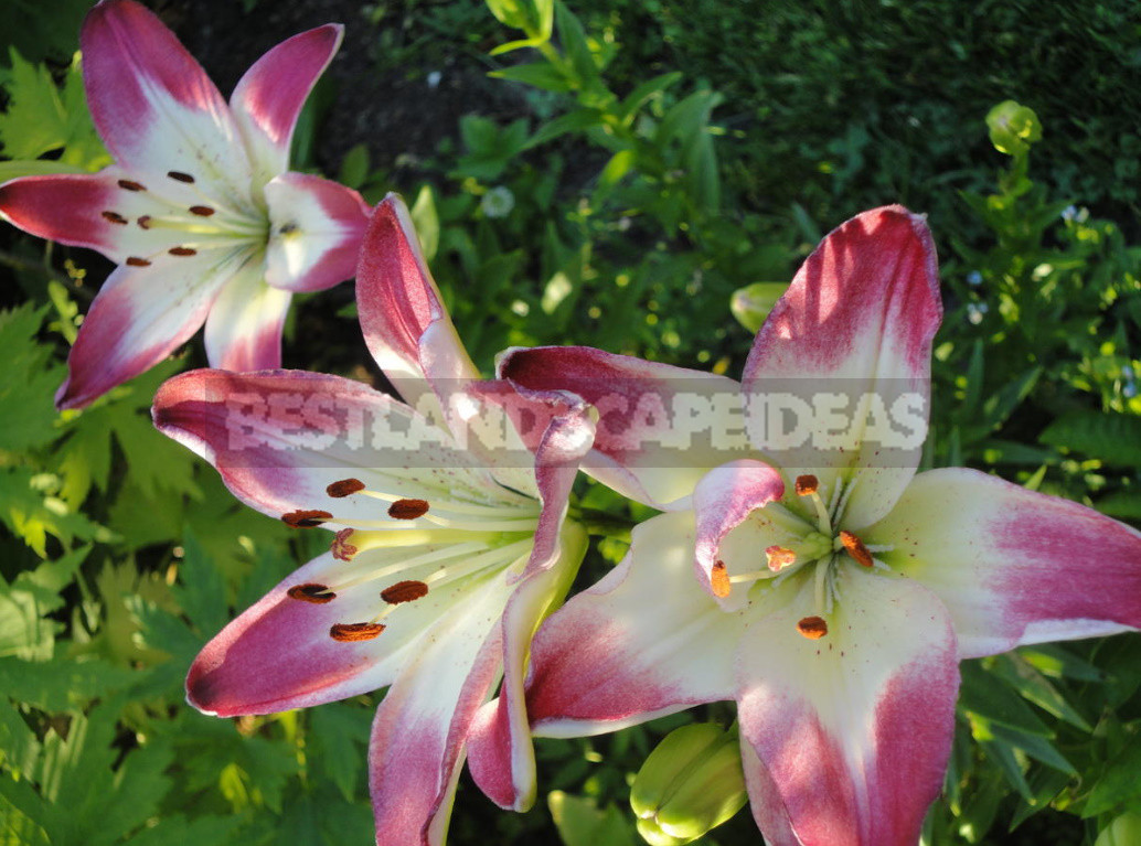 Classification of Lilies. Features of Hybrids. (Part 1)